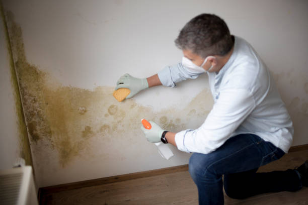  Spring Hill, TN Mold Removal Pros